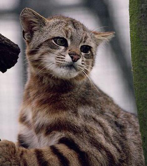 南美草原虎猫动物