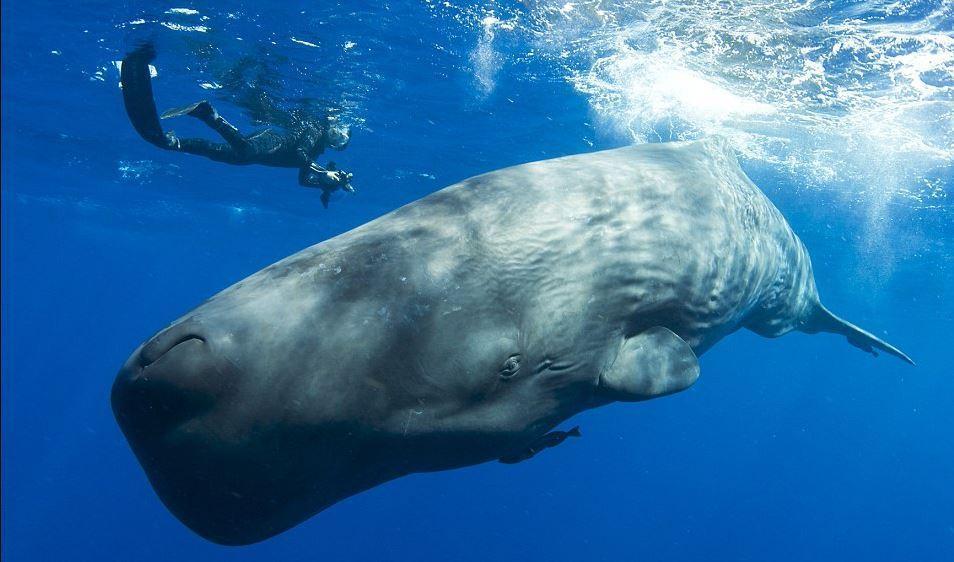小抹香鲸属动物