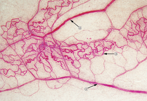 毛细血管基膜示意图图片