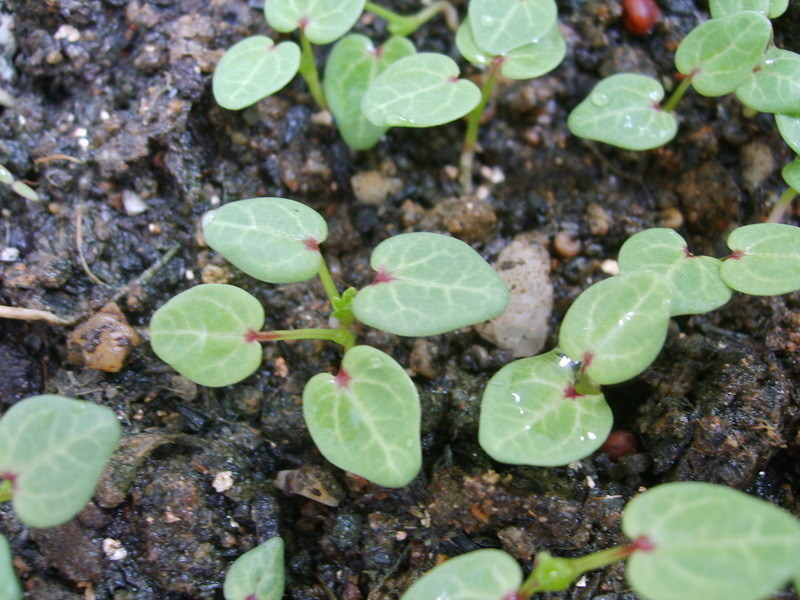 冬寒菜(学名:callirhoe involucrata)又名:冬苋菜,马蹄莱等,属锦葵目