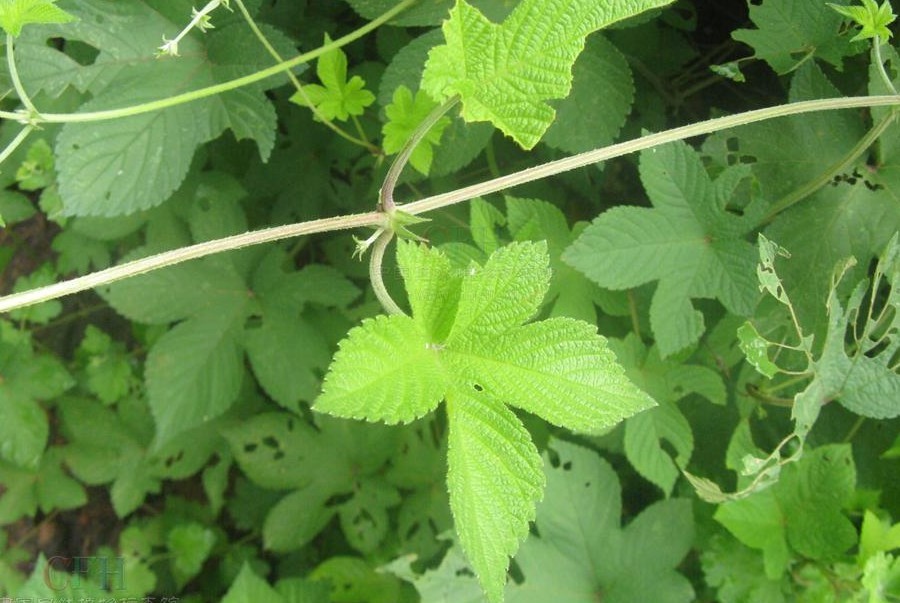 鑽山風 (植物)