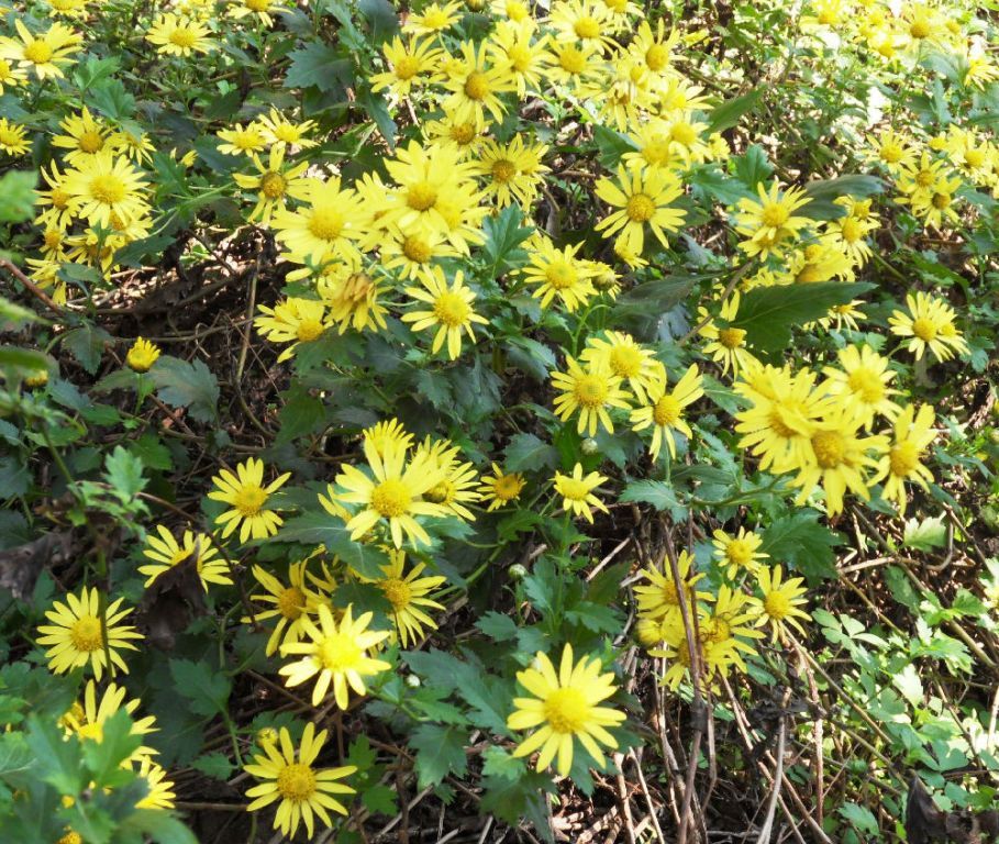 野菊(其他生物相关)