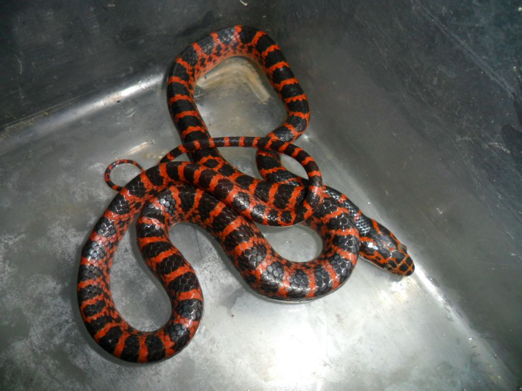 平鳞钝头蛇-标本图片库-武陵山区生物多样性综合科学考察