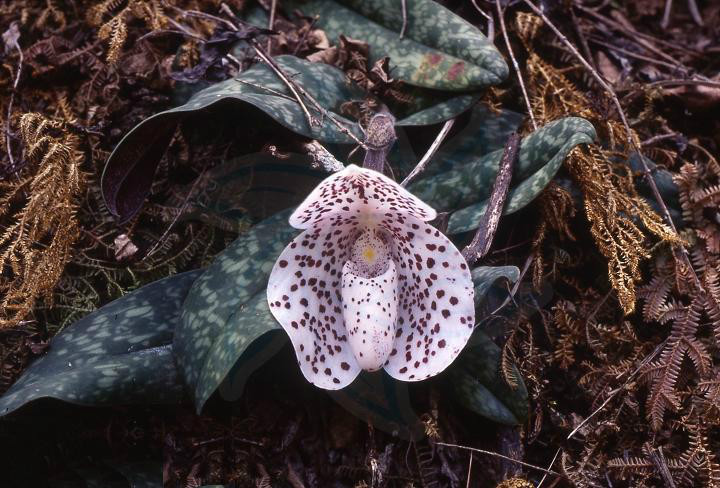 巨瓣兜兰 (植物)