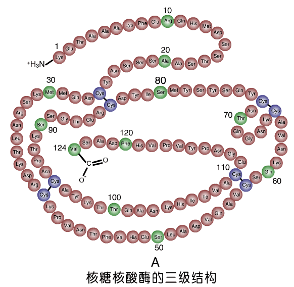 核酸酶(其他化学品相关)_技点百科_技点网(其他化学品相关)