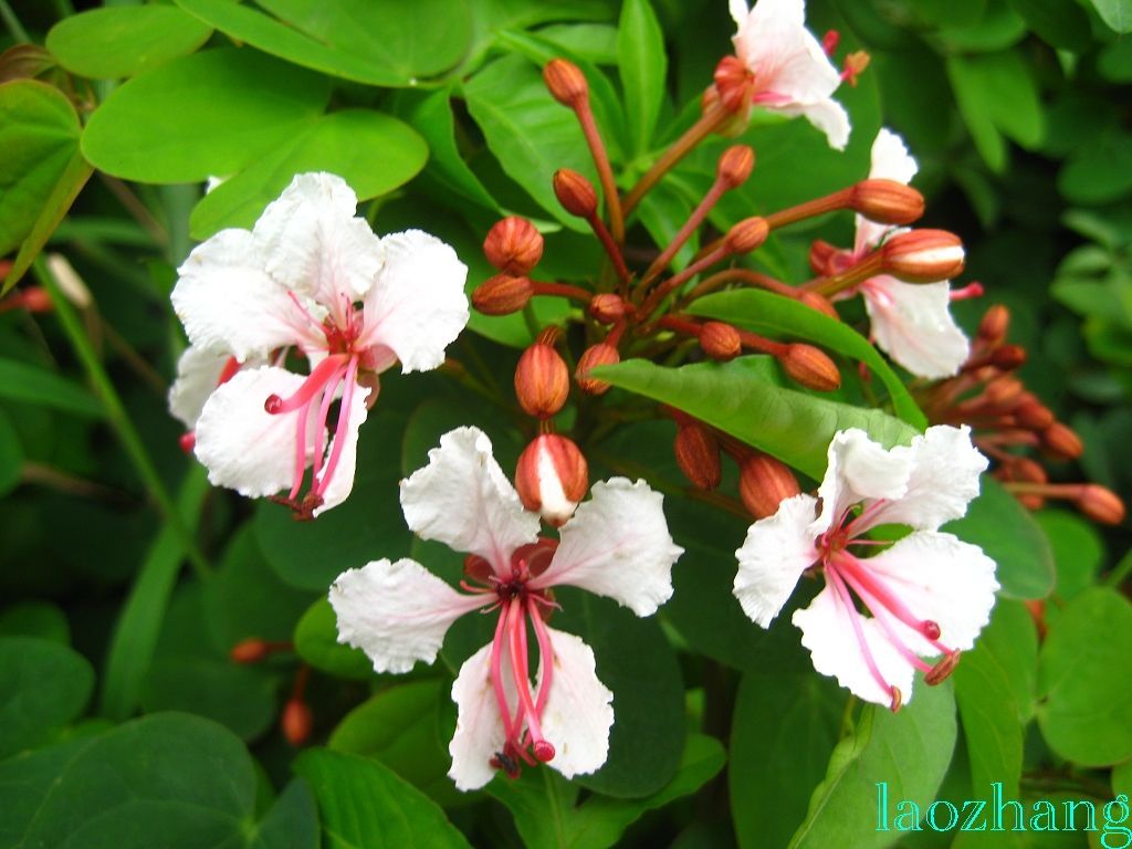 鄂羊蹄甲 (植物)