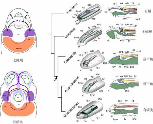 鱼脑(动物)鱼类缺乏大脑皮层,脑的机能活动主要表现在小脑,中脑,间脑
