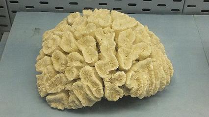 伞房叶状珊瑚 (动物)