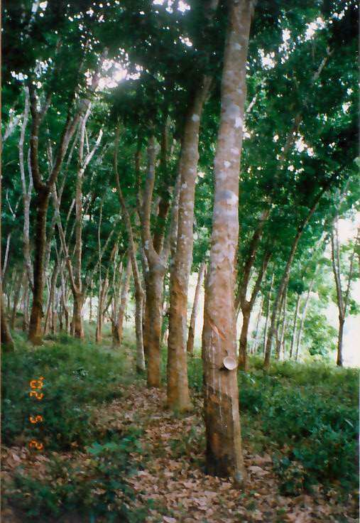 橡胶树(植物)