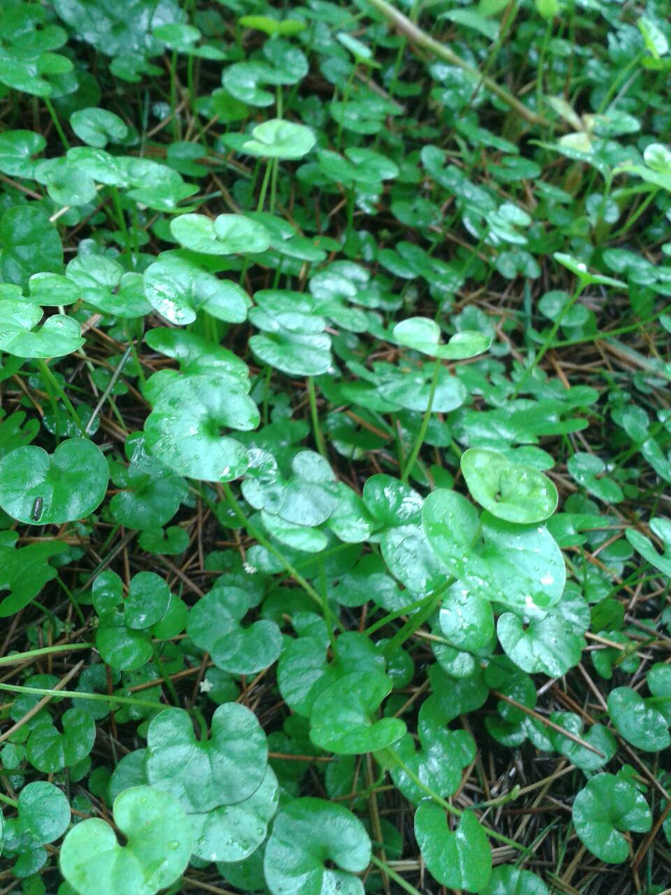 马蹄金(植物)_技点百科_技点网(植物)