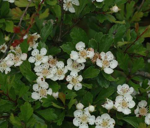 山楂木(中医学与中药学)