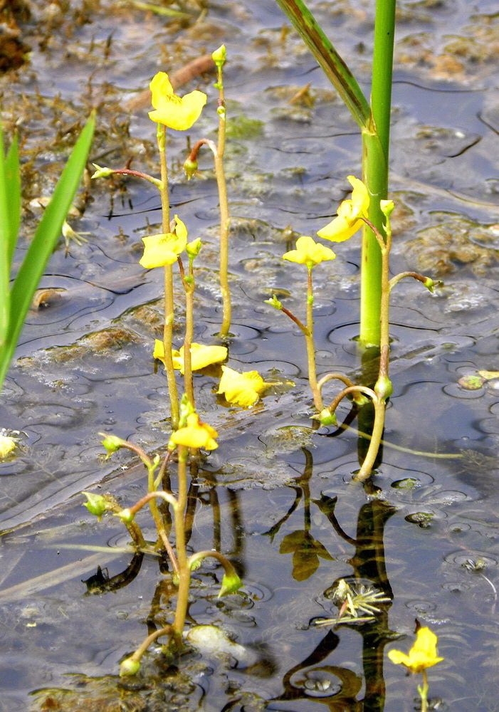 【种子植物】领域_百科_技点网