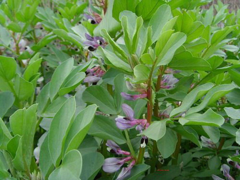 蚕豆茎(植物)