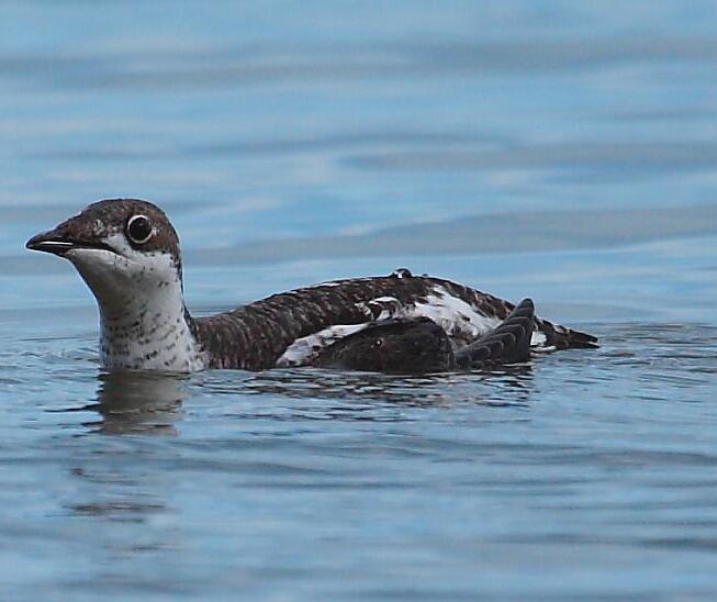 长嘴斑海雀(动物)
