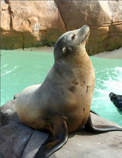 海狮(动物)