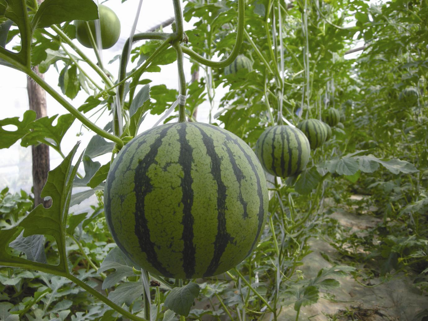 郑抗三号(农学)