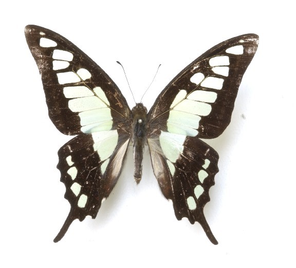 宽带青凤蝶 (动物)