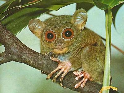 侏儒眼镜猴 (动物)