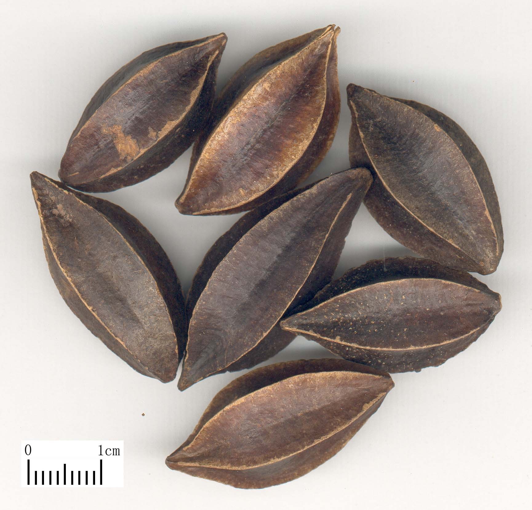 化虫丸 (医药|中医学与中药学)