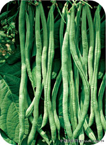 泰国新架豆王(植物)