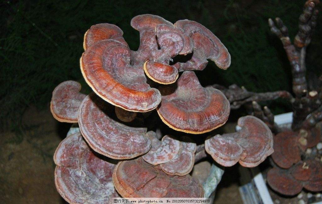 千葉靈芝(動物)千葉靈芝,俗名別名地衣微孔珊瑚,喜歡棲息在水深15公尺