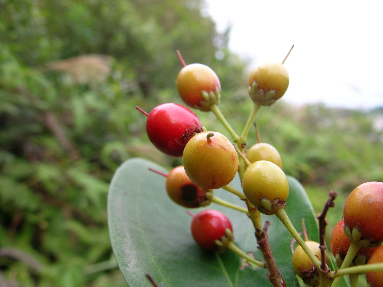 广东刺柊 (植物)