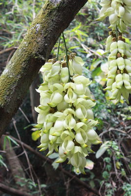 白花油麻藤植物