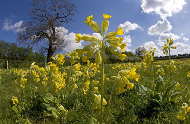 高加索草系 (植物)