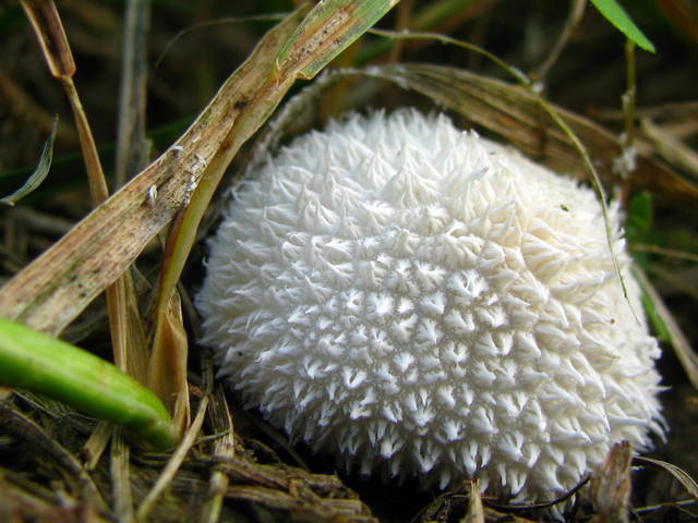 长刺马勃 (植物)