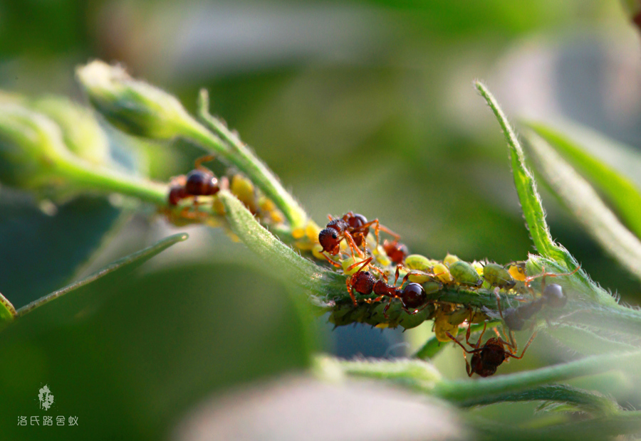洛氏路舍蚁动物