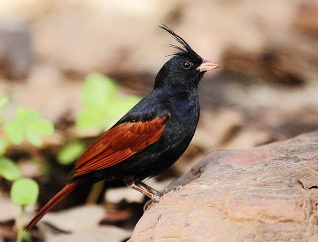 凤头鹀属(动物)脊索动物门,鸟纲,雀形目,鹀科,分布于孟加拉国,不丹