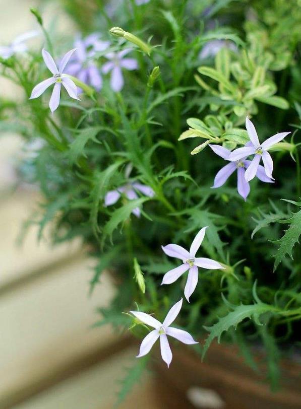 彩星花植物