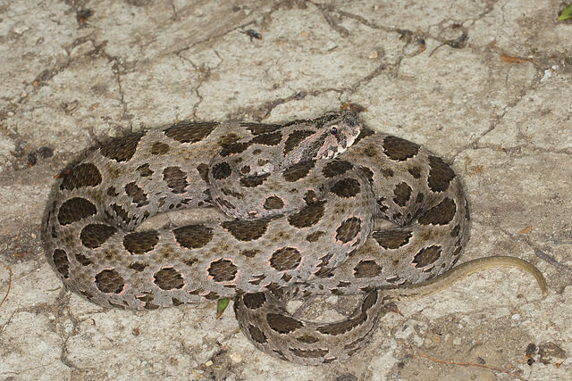 圆斑蝰(学名:daboia russelii siamensis),又称百步金钱豹,卢氏蝰蛇