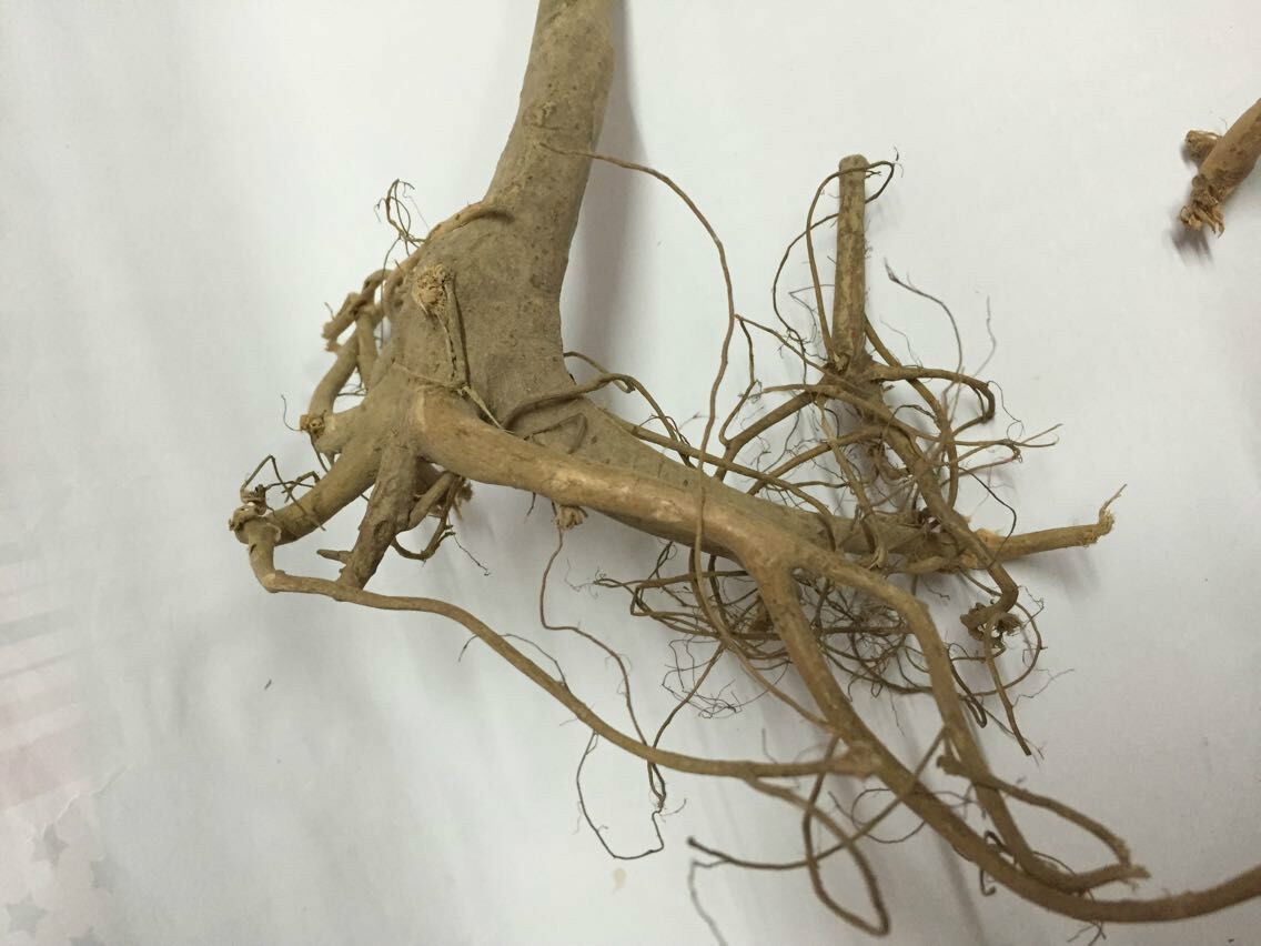 水照影中医学与中药学