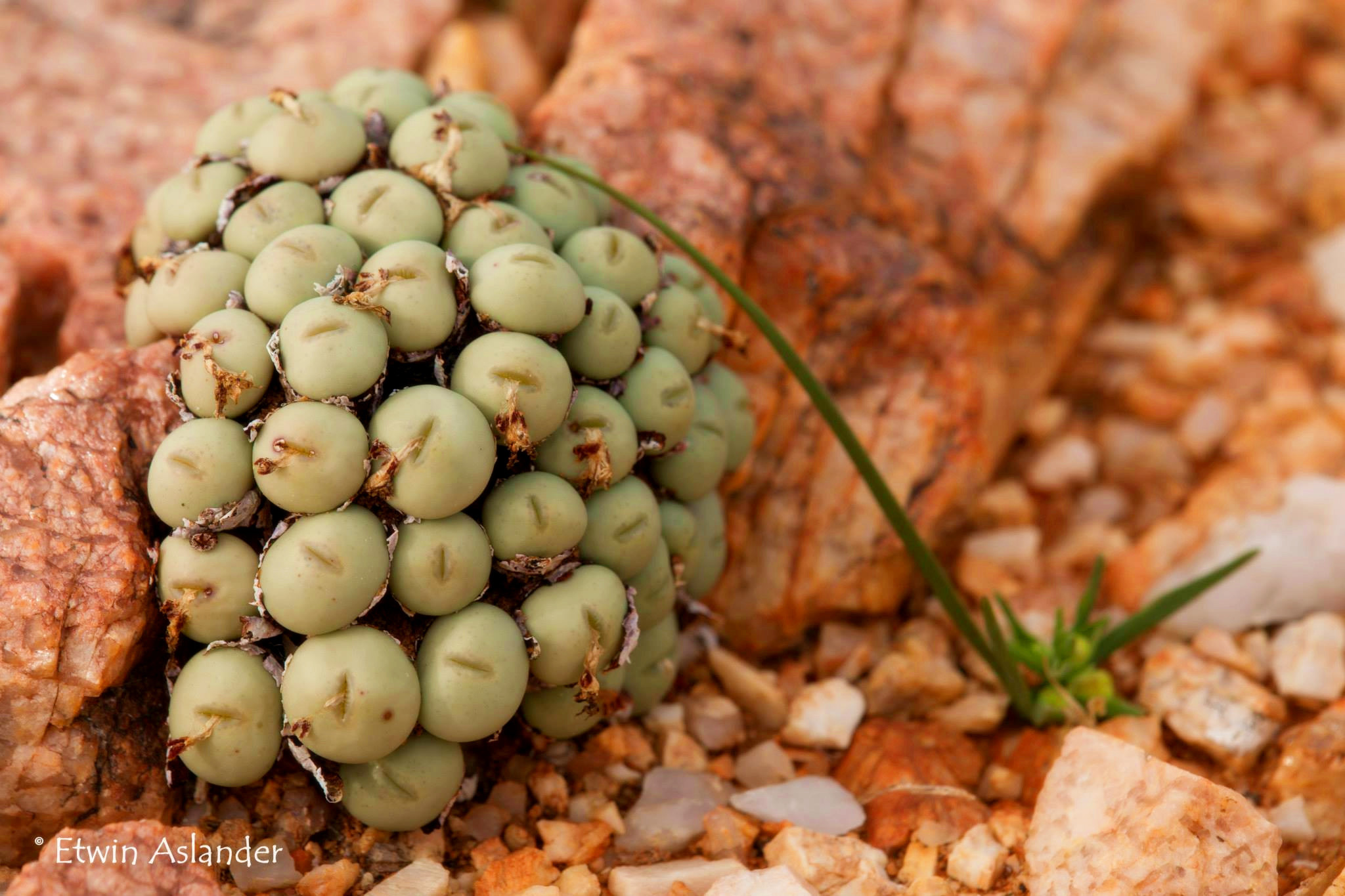 番杏科 aizoaceae 番杏科是多肉植物第一大科,全科均為多肉植物,共178