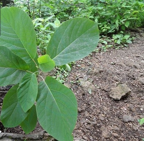 天目木姜子 (植物)