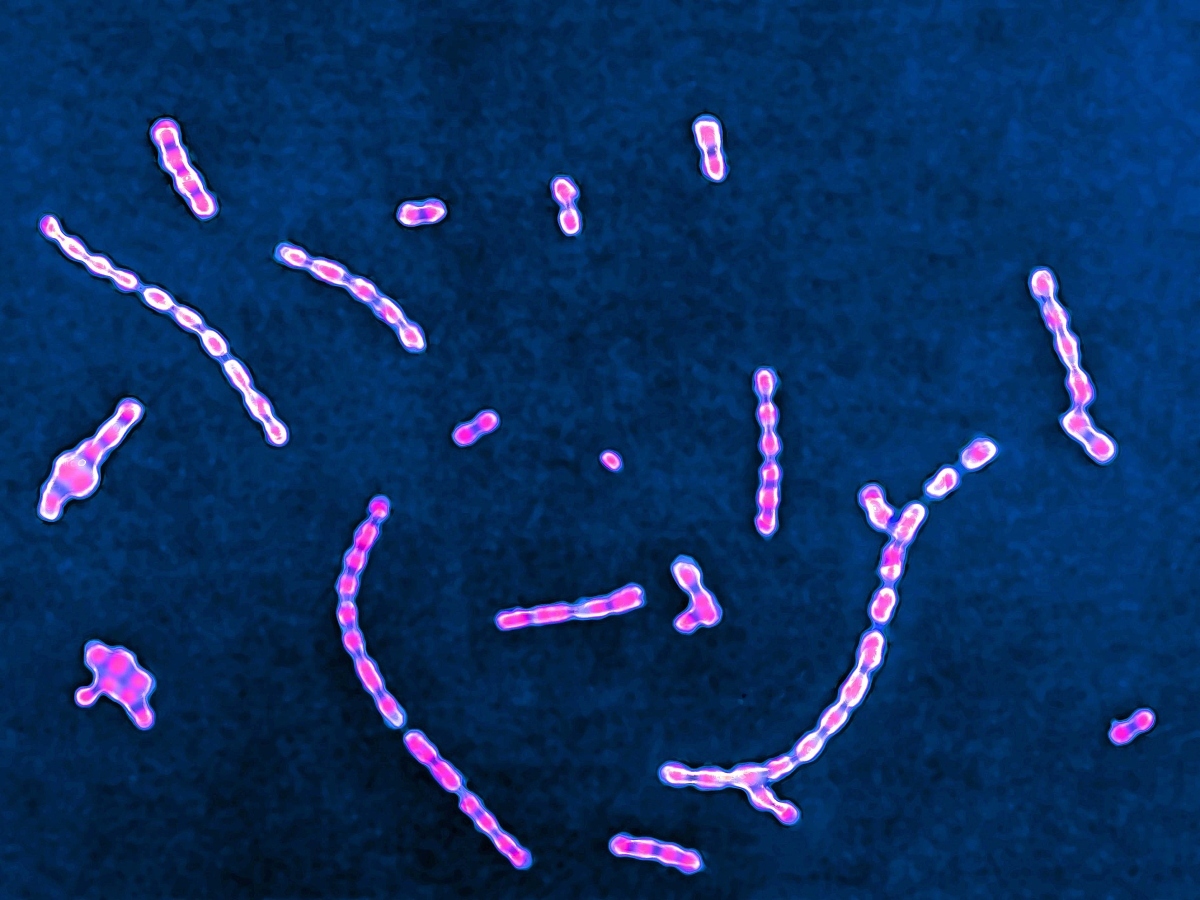 化脓性球菌手绘图图片