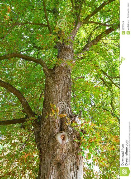 美国栗树(动物)