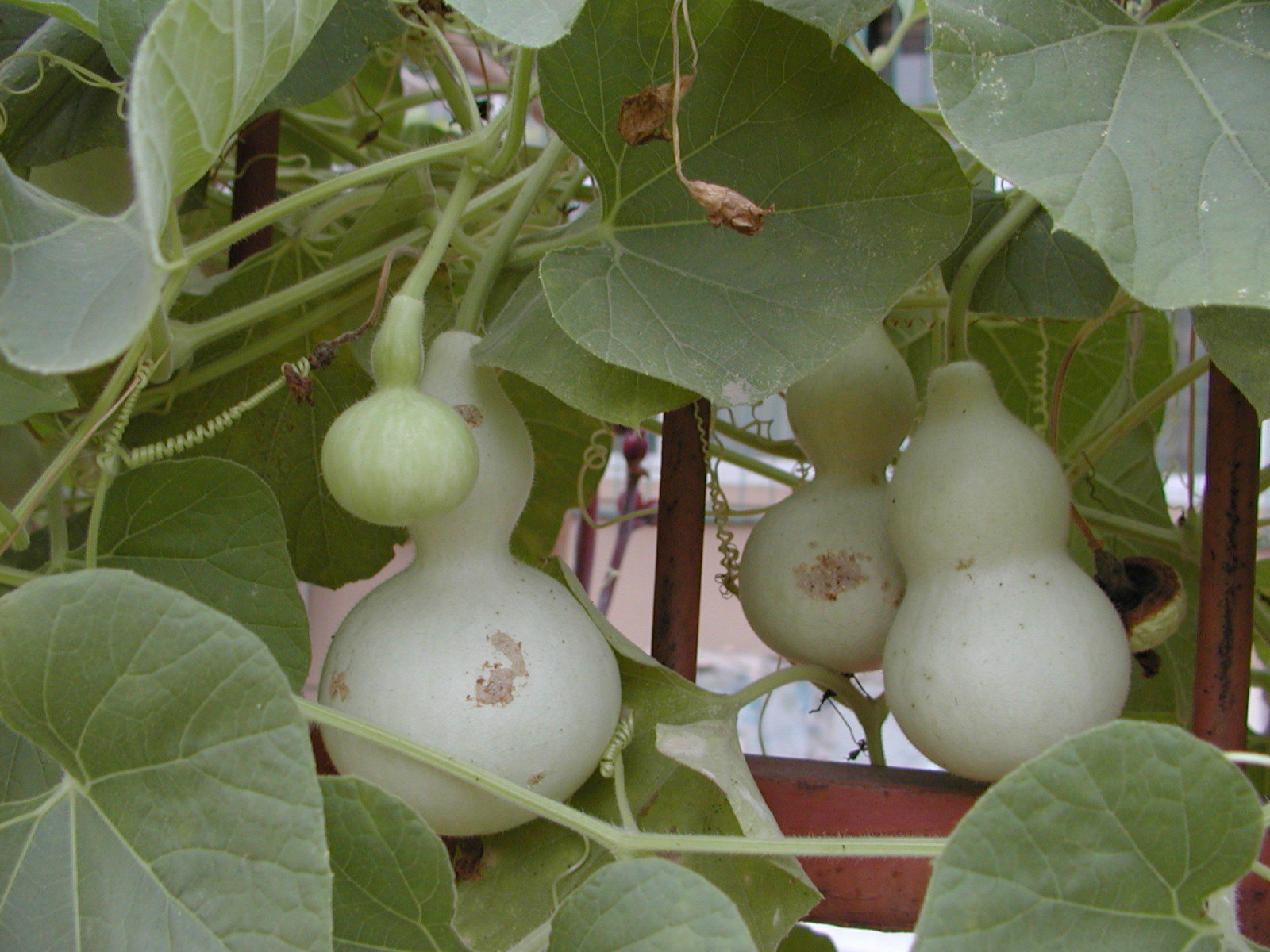 葫芦属(其他生物相关)