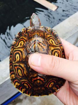 油彩木紋龜(動物)