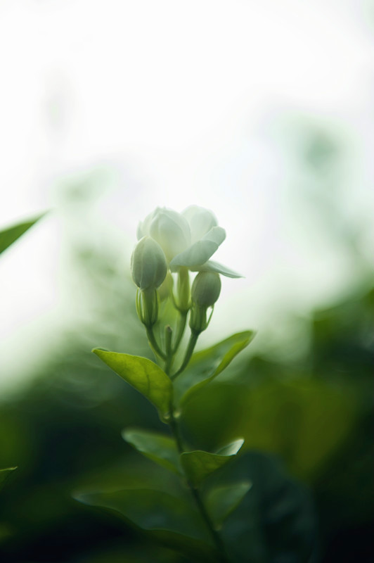 东西南北茉莉花背景图片