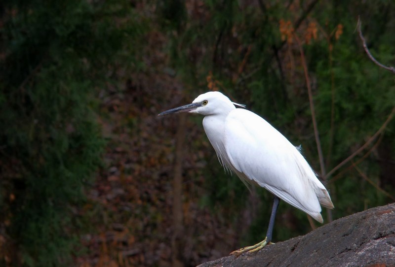 鷺鳥 (動物)