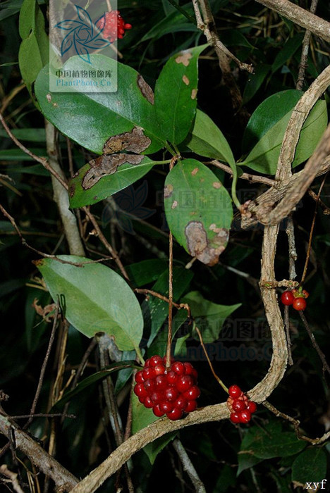 异形南五味子植物