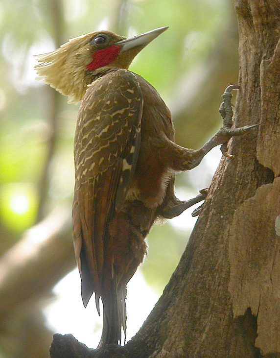 白冠啄木鸟动物
