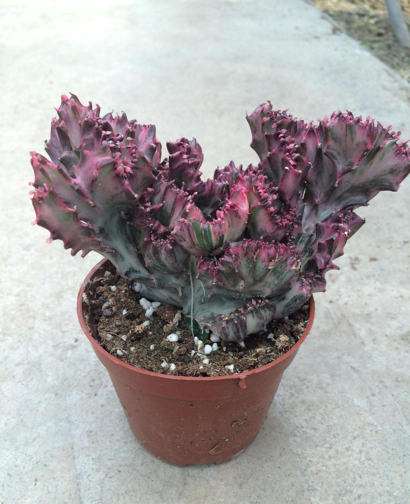 cristata)别名:鸡冠木,大戟科多年生肉质植物,是帝锦的缀化(带化)变异