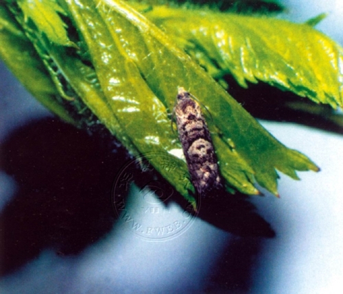 山楂超小卷蛾 (生物进化论)