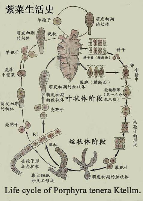丝状体其他生物相关