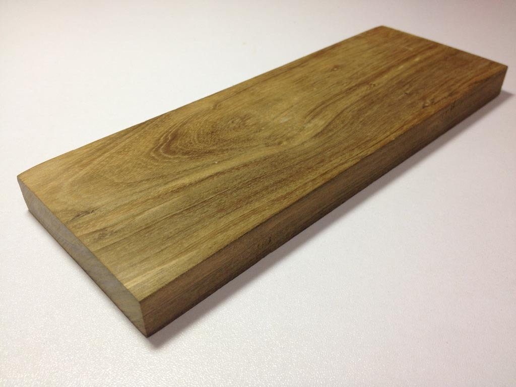 高贵绿柄桑 (植物)