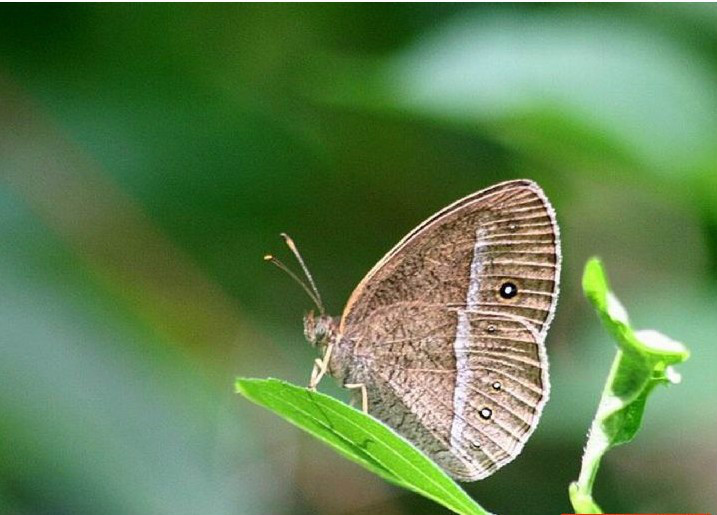 拟稻眉眼蝶 (动物)