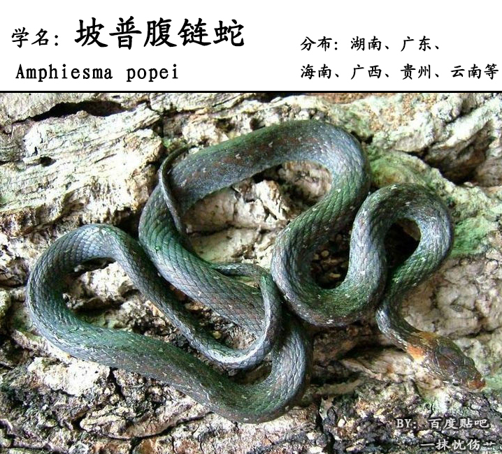 在中国大陆,主要分布于湖南,广东,海南,广西,贵州,云南等地方,常栖息